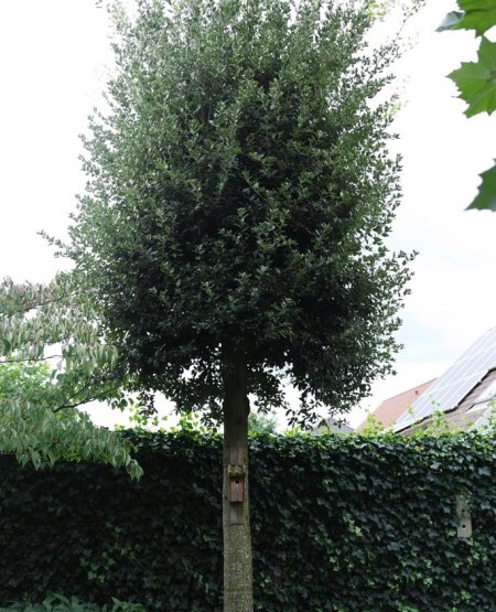 Quercus ilex - steeneik