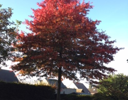 Quercus palustris - moeraseik