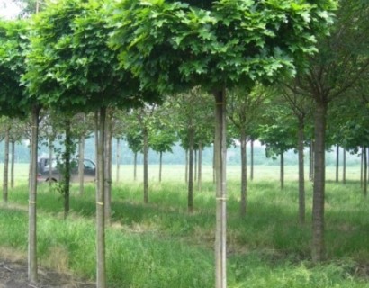 Quercus palustris ‘Green Dwarf’ bol eik in pot - boleik, moeraseik hoogstam bolvorm