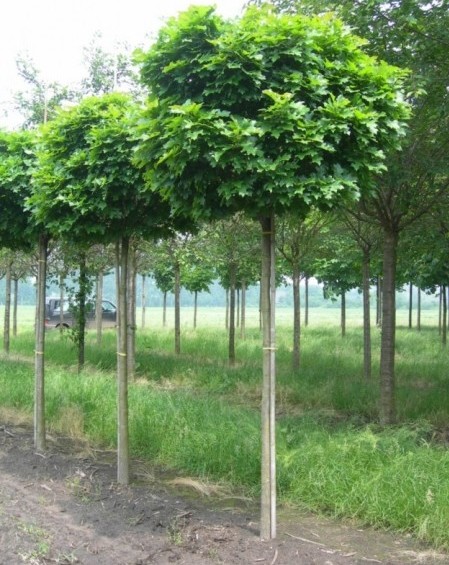 Quercus palustris ‘Green Dwarf’ bolvorm op stam - Boleik, moeraseik bolvorm op stam