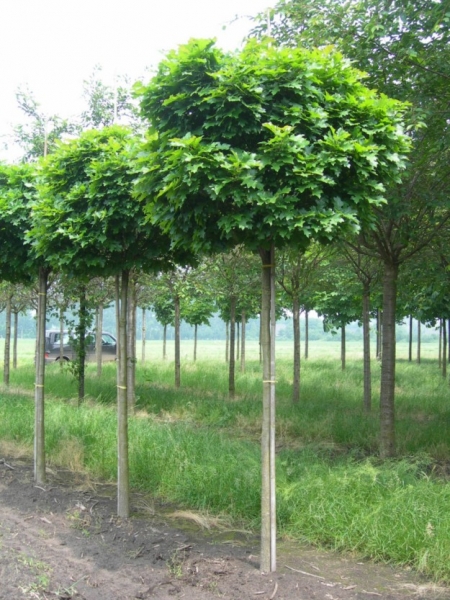 Quercus palustris 'Green Dwarf