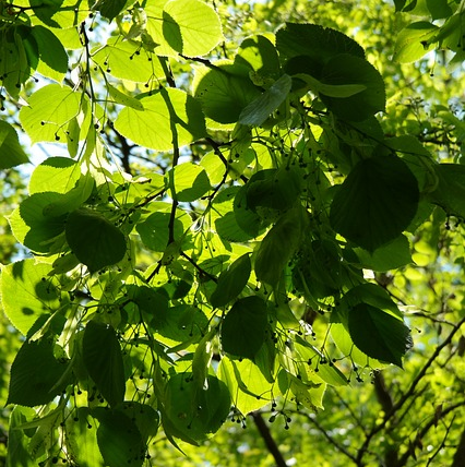 Tilia cordata - kleinbladige  linde