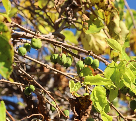 Actinidia arguta ‘Weikii’ - mini-kiwi