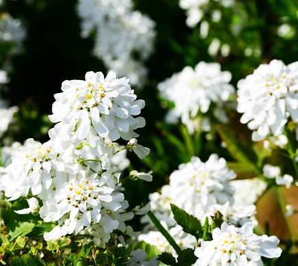 Iberis sempervirens ‘Snowflake’ - scheefkelk
