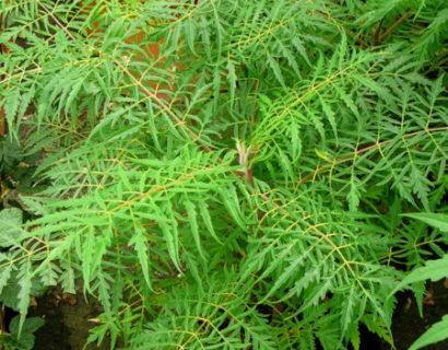 Rhus typhina ‘Dissecta’