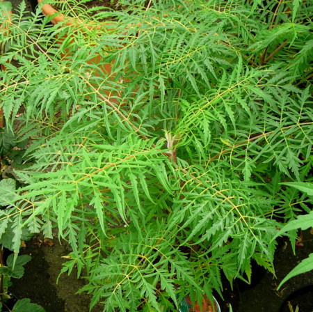 Rhus typhina ‘Dissecta’ - fluweelboom, azijnboom