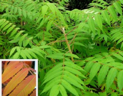 Rhus typhina - fluweelboom, azijnboom