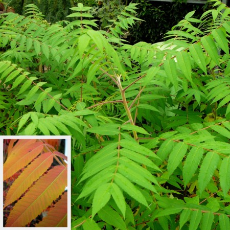 Rhus typhina - fluweelboom, azijnboom