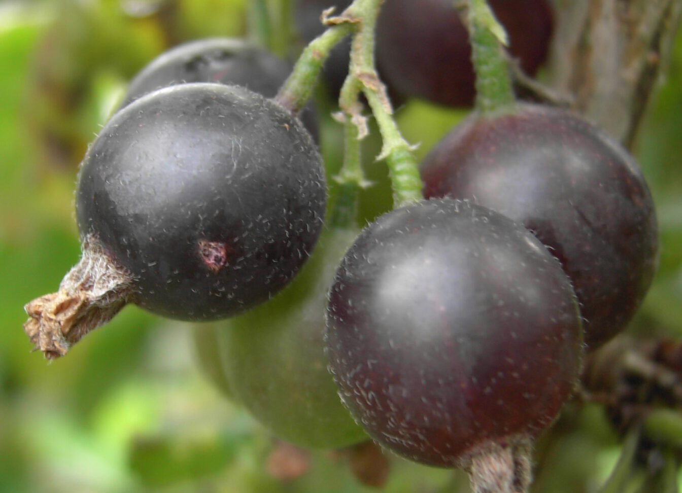 Ribes ‘Jostabes’ - jostabes