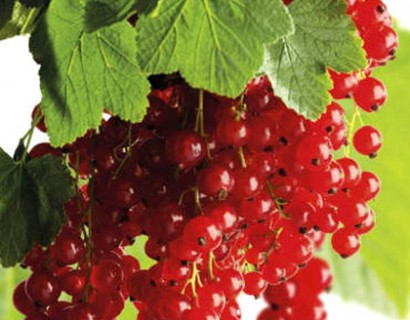 Ribes rubrum ‘Rolan’