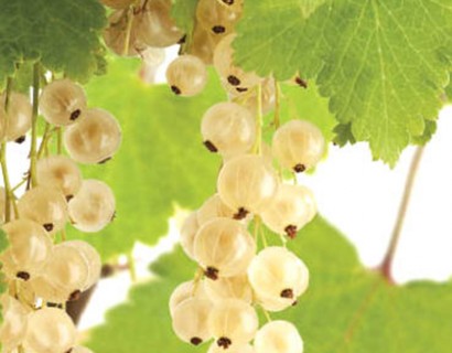 Ribes rubrum ‘Witte Parel’