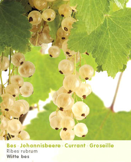 Ribes rubrum ‘Witte Parel’ - witte bes