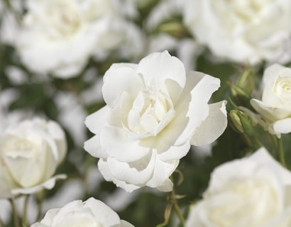 Rosa ‘Iceberg’ klim - klimroos