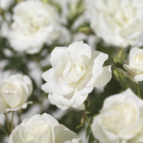 Rosa ‘Iceberg’ klim - klimroos
