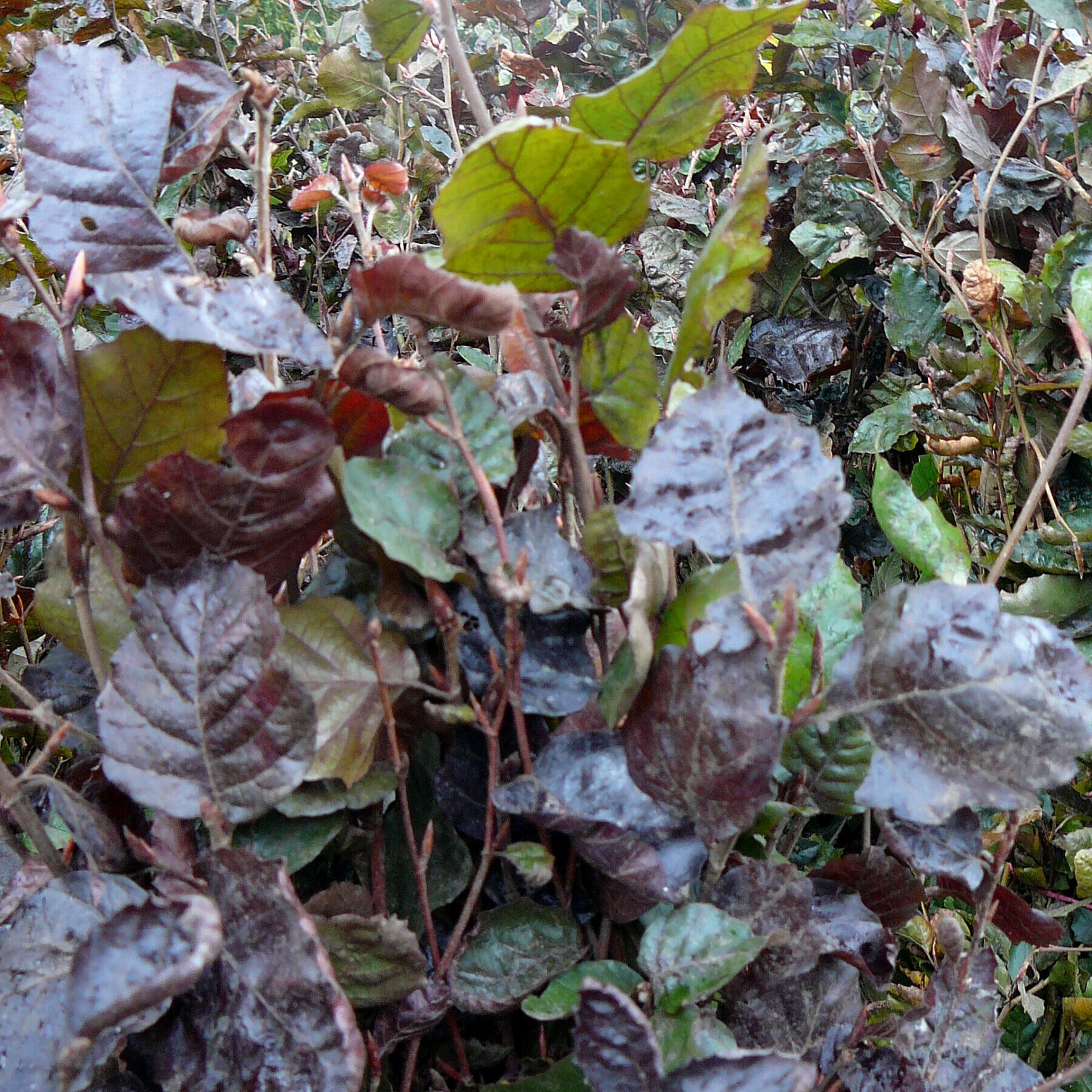 Fagus sylvatica ‘Purpurea’ of atropunicea - rode beuk
