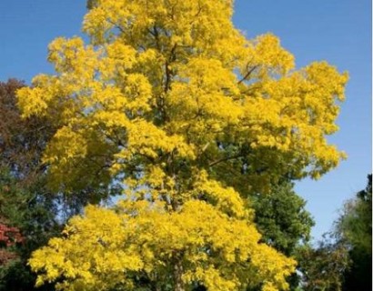 Robinia pseudoacacia ‘Frisia’ - gele valse acacia, schijnacacia