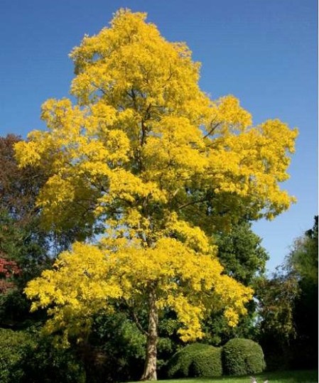 Robinia pseudoacacia ‘Frisia’ - gele valse acacia, schijnacacia