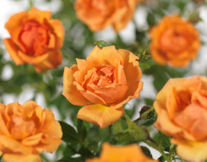 Rosa ‘Amber Nectar’ - bodembedekkende roos