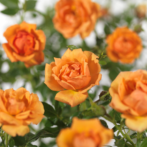 Rosa ‘Amber Nectar’ - bodembedekkende roos