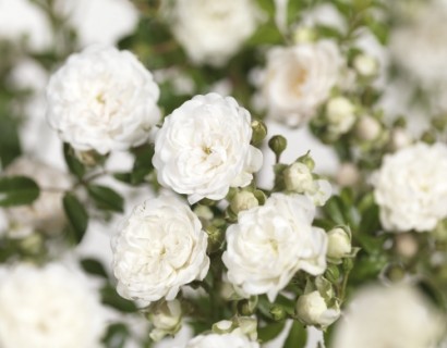 Rosa ‘Crystal Fairy’ - bodembedekkende roos