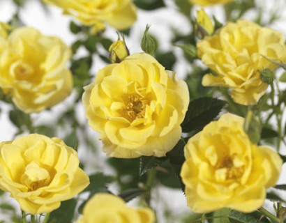 Rosa ‘Dolly Dot’ - bodembedekkende roos