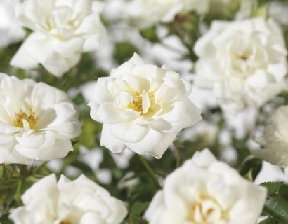 Rosa ‘Kent’ - bodembedekkende roos