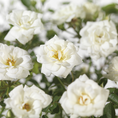 Rosa ‘Kent’ - bodembedekkende roos