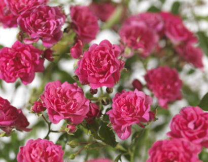 Rosa ‘Lovely Fairy’ - bodembedekkende roos