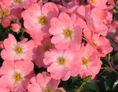 Rosa ‘Pink Blanket’ - bodembedekkende roos