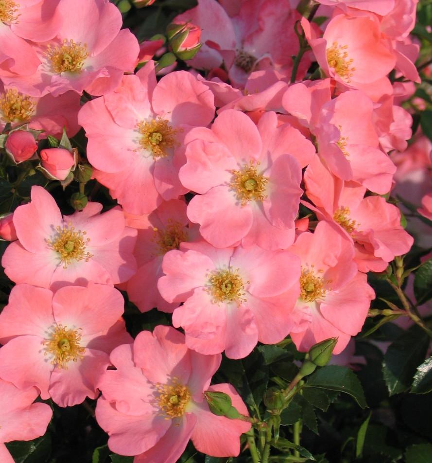 Rosa ‘Pink Blanket’ - bodembedekkende roos
