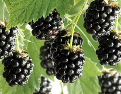 Rubus ‘Black Satin’ - doornloze braam