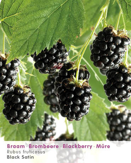 Rubus ‘Black Satin’ - doornloze braam