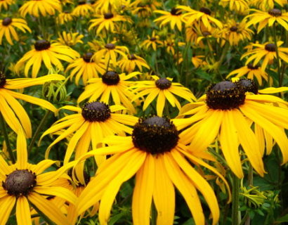 Rudbeckia fulgida ‘Goldsturm’ - zonnehoed