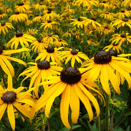 Rudbeckia fulgida ‘Goldsturm’ - zonnehoed