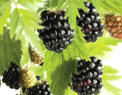 Rubus ‘Thornless Evergreen’ - doornloze braam