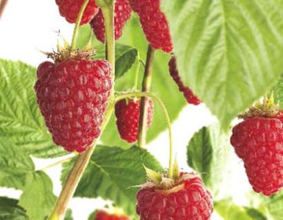 Rubus idaeus ‘Autumn Bliss’ - roze herfstframboos