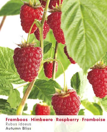 Rubus idaeus ‘Autumn Bliss’ - roze herfstframboos