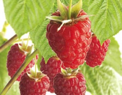 Rubus idaeus ‘Glen Ample’ - roze zomerframboos