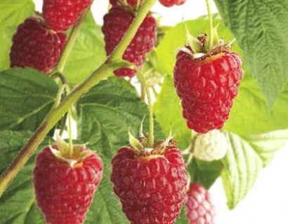 Rubus idaeus ‘Malling Promise’ - roze zomerframboos