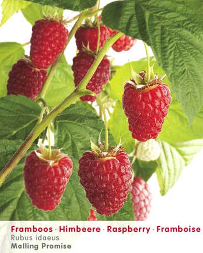 Rubus idaeus ‘Malling Promise’ - roze zomerframboos