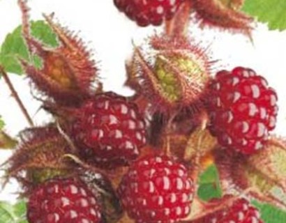 Rubus phoenicolasius - Japanse wijnbes
