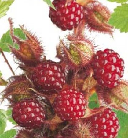 Rubus phoenicolasius - Japanse wijnbes