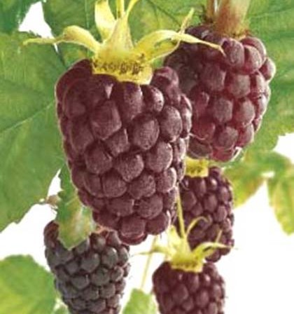 Rubus ‘Thornless Loganberry’ - doornloze loganbes