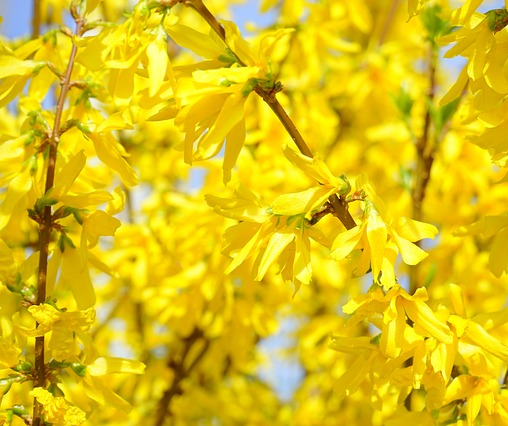 Forsythia intermedia ‘Minigold’ - Chinees klokje