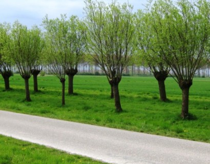Salix alba ‘Liempde’ - knotwilg