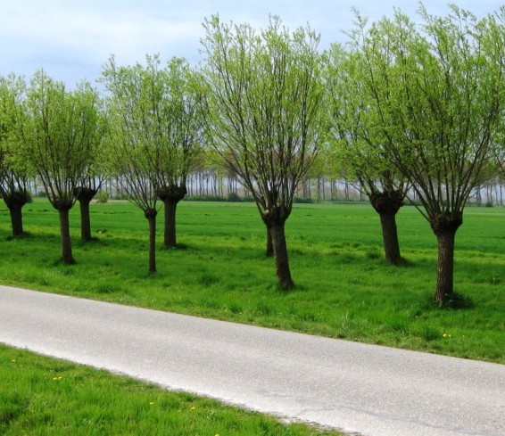 Salix alba ‘Liempde’ - knotwilg