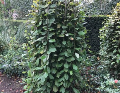 Salix caprea ‘Kilmarnock’ op stam