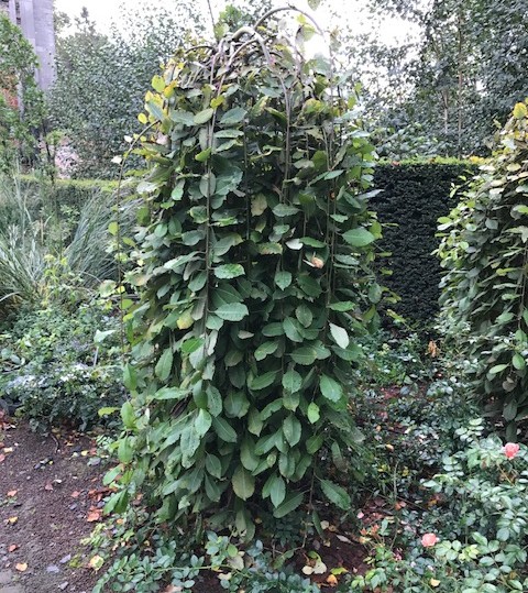 Salix caprea ‘Kilmarnock’ op stam - treurwaterwilg