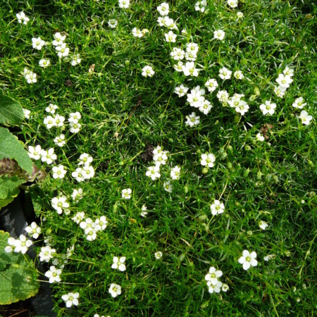 Sagina subulata - vetmuur