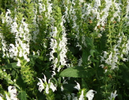 Salvia nemorosa ‘Schneehügel’ - salie